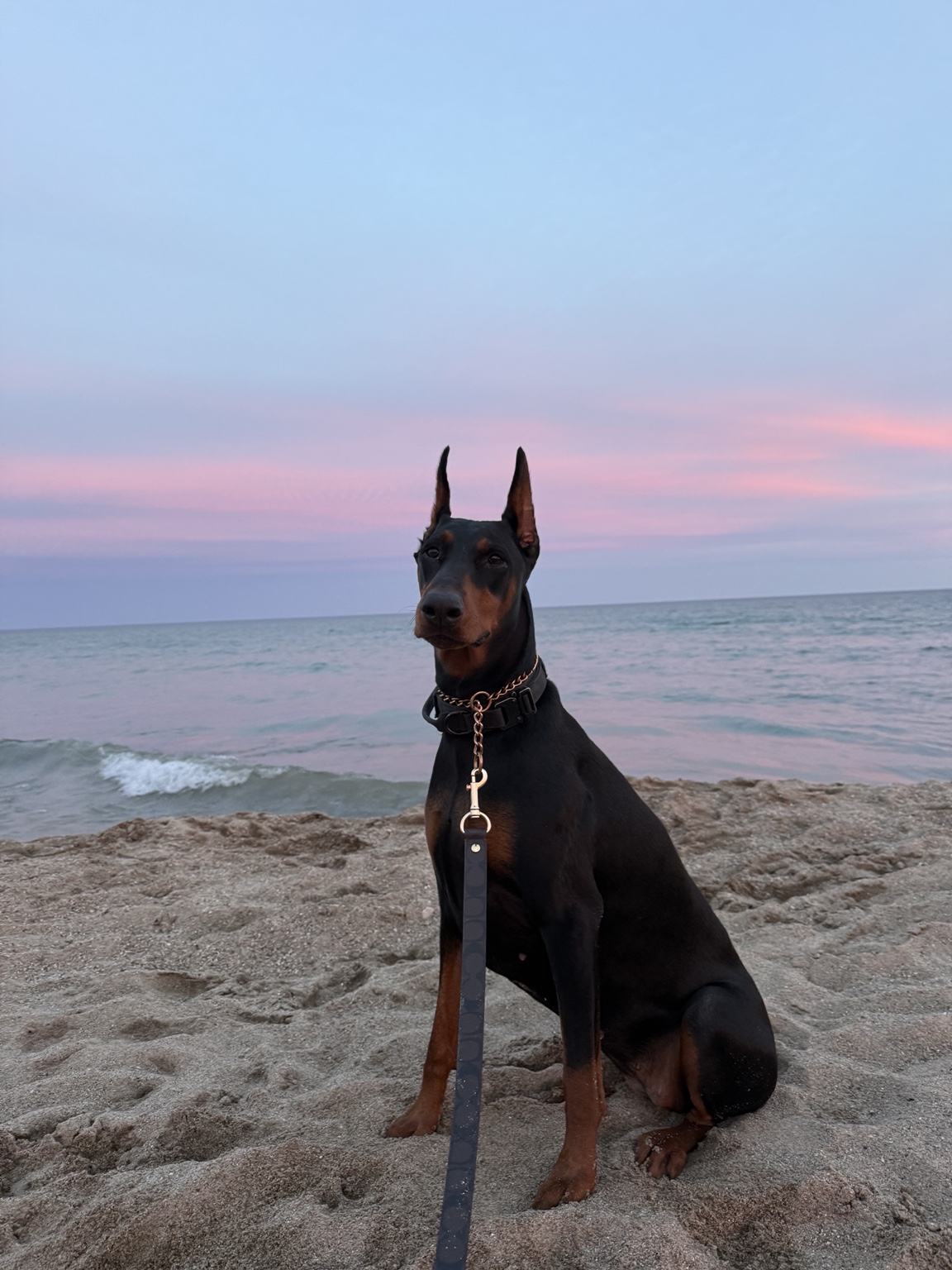 A Haus of Hound Doberman standing along the Lake Michigan shoreline