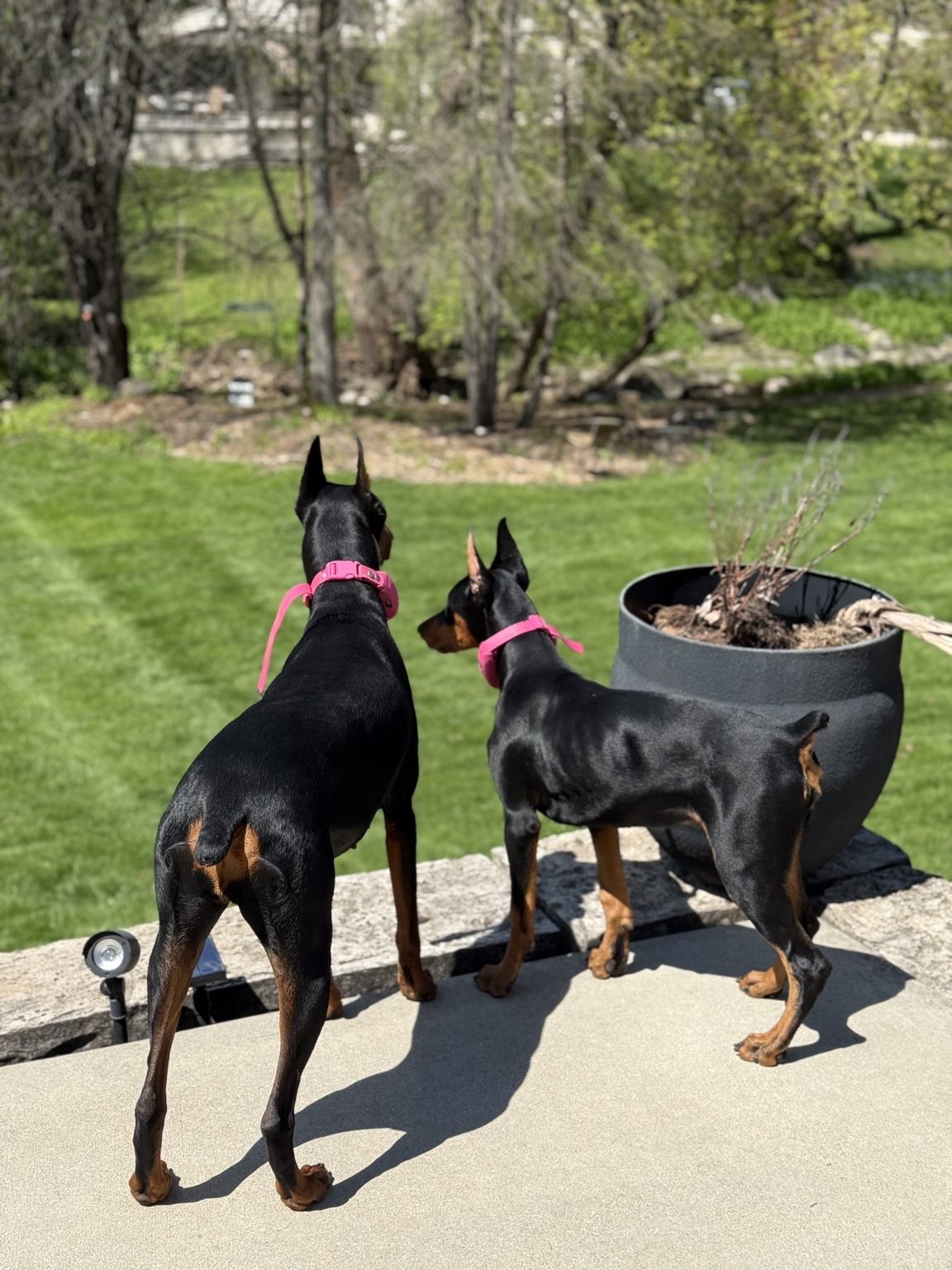 Zara and Xena standing together on the lawn in matching pink collars
