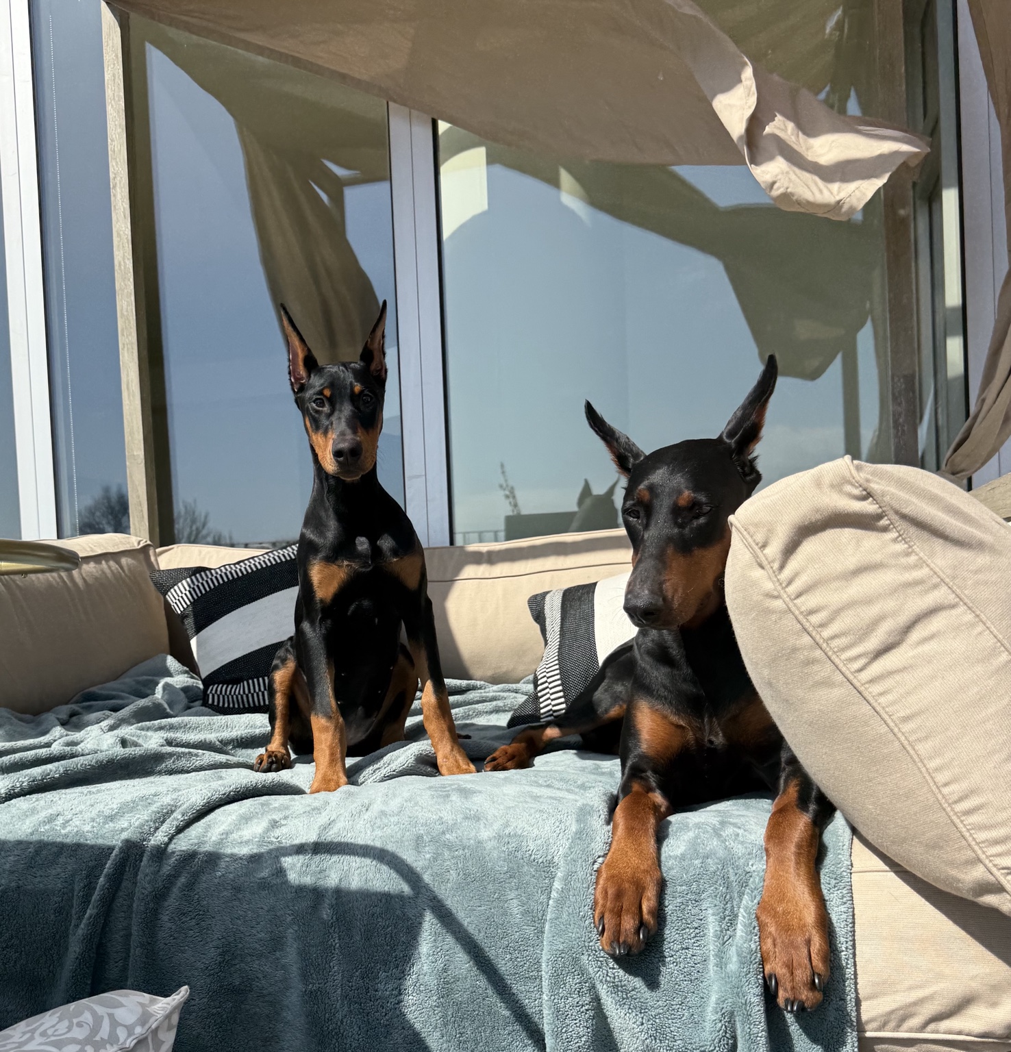 Zara and Xena relaxing together on a sunny outdoor sofa